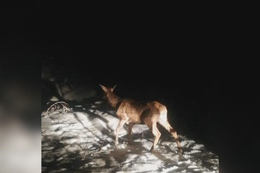 ISTREBLJENI ALI SE PONOVO VRAĆAJU Četvrti kontigent jelena stigao na srpsku planinu, uskoro se očekuju i prvi mladunci (FOTO)