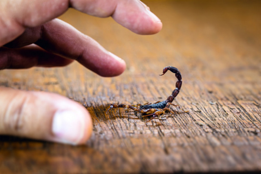 PANIKA U BEOGRADU Opet se pojavile škorpije, čak i po kućama, a stručnjak objašnjava da li su otrovne!