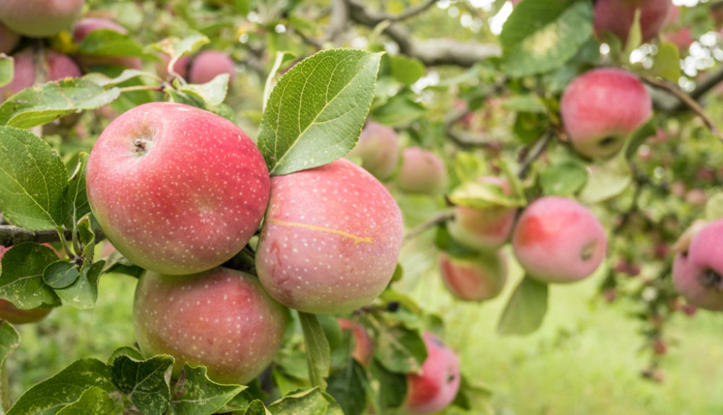 NIKAKO IH NEMOJTE KUPOVATI Evo kako da izaberete prave jabuke u prodavnici, jedna stvar je jako važna (VIDEO)