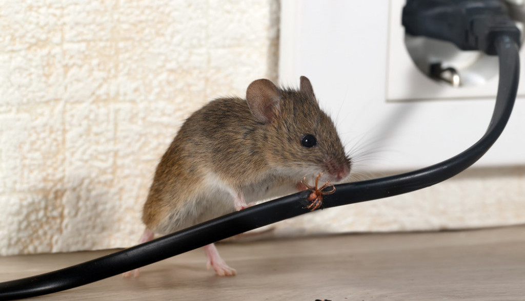 Miševi beže od mirisa ove biljke: Unesite je u kuću i rasterajte štetočine