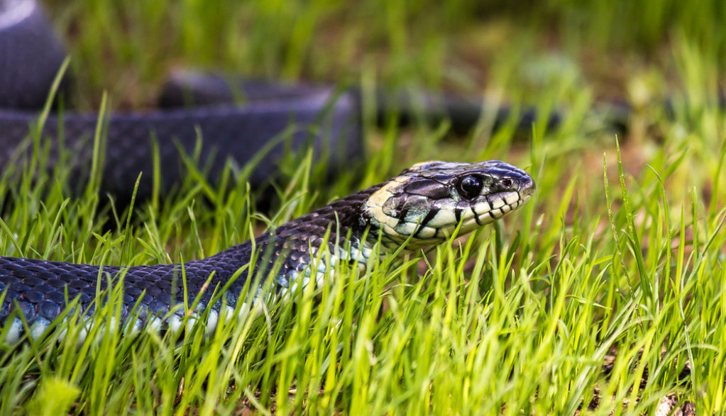 OVO IM POSEBNO SMETA Oterajte zmije iz dvorišta - potrebna vam je jedna stvar