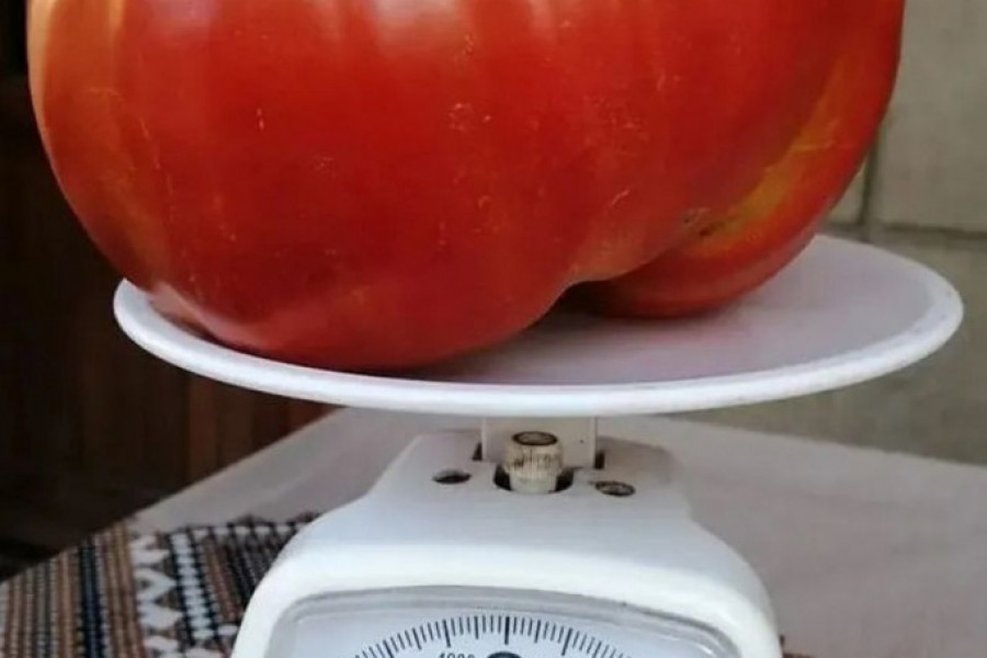 OVAKO NEŠTO MOŽE DA NARASTE SAMO KOD NAS Ovaj apsolutni paradajz rekorder, Ivanovići će preraditi u zimnicu (FOTO/VIDEO)