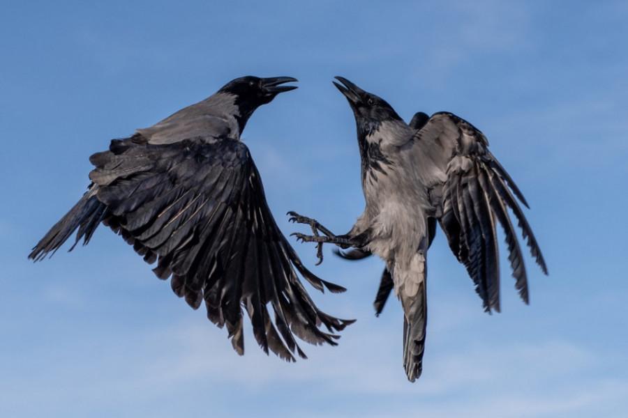Zašto vrane napadaju ljude svake godine u maju i kako se zaštititi?