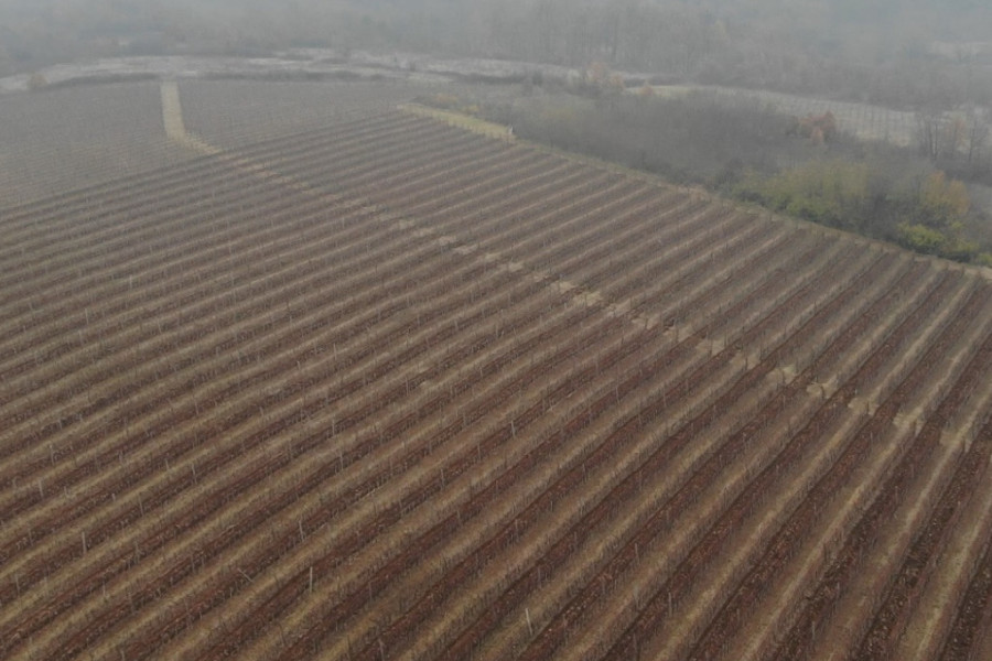 VRATIO SE IZ KANADE I POSADIO RETKU VRSTU GROŽĐA Vino iz Topole već godinama se služi u biznis klasi na letu za Njujork