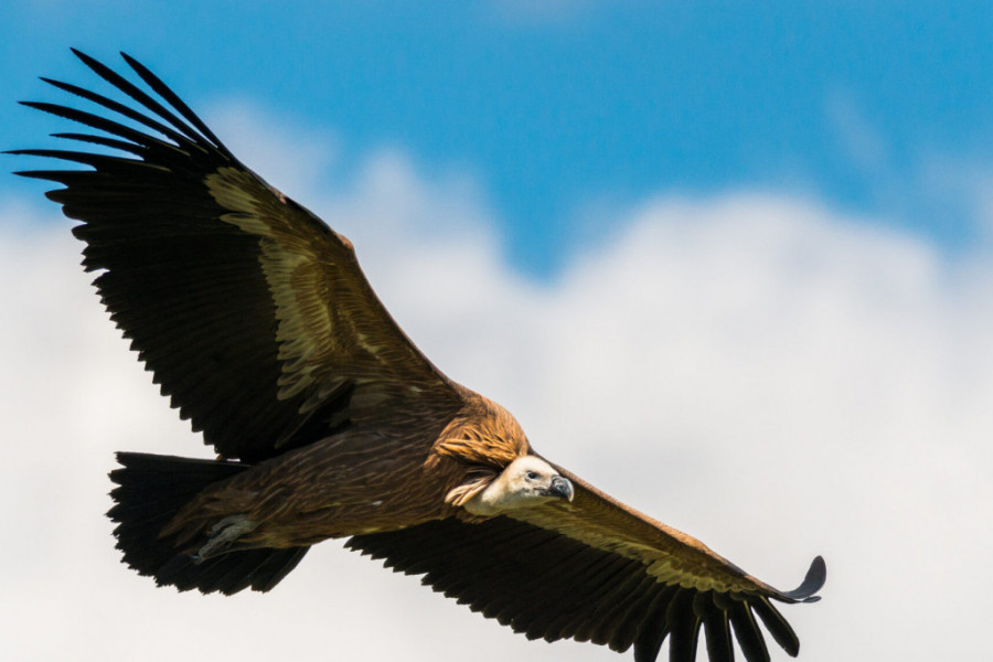 BELOGLAVI SUPOVI KAO SIMBOL PRIJEPOLJA I JADOVIKA Veličanstvenim pticama hranilište Kašan je izvor života