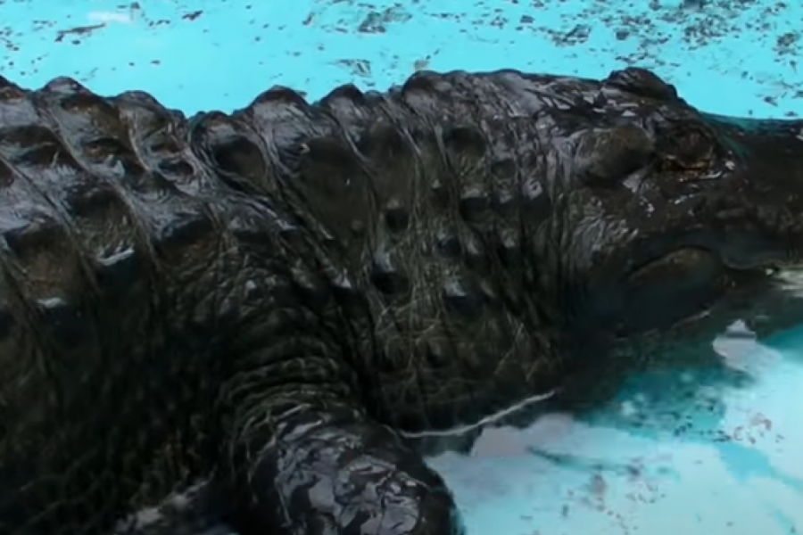 NAJSTARIJI STANOVNIK ZOO VRTA U BEOGRADU Aligator koji ima više od 80 godina