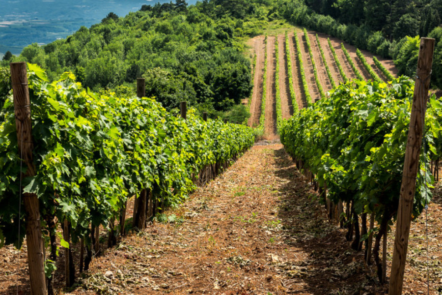 DOBRA GODINA ZA SRPSKE VINOGRADARE Grožđe ove godine nije podbacilo