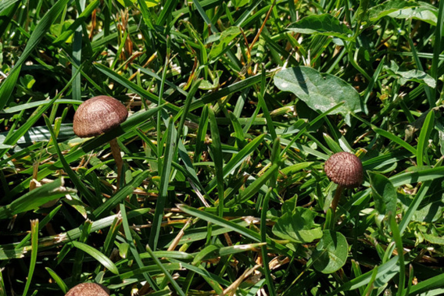 HALUCINOGENA PEČURKA NAZVANA PO SRBIJI Isti uticaj kao LSD, ali bez overdoza