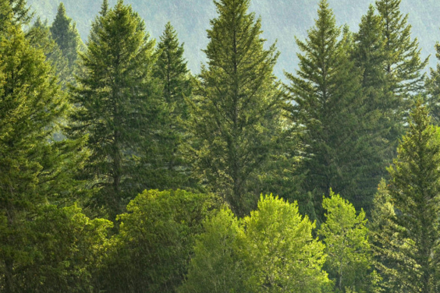 FABRIKA KISEONIKA U SRBIJI Posadili 36 hiljada stabala crnog bora kako bi povećali kvalitet vazduha u samom centru grada