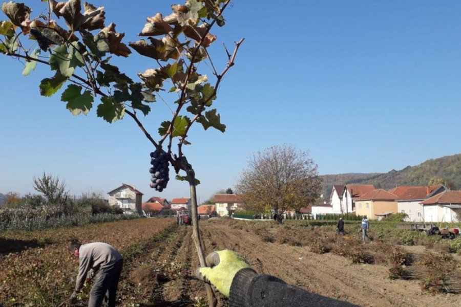KALEMARSTVO U SRBIJI Sela trsteničke opštine nekad kalemile preko 60 miliona sadnica vinove loze