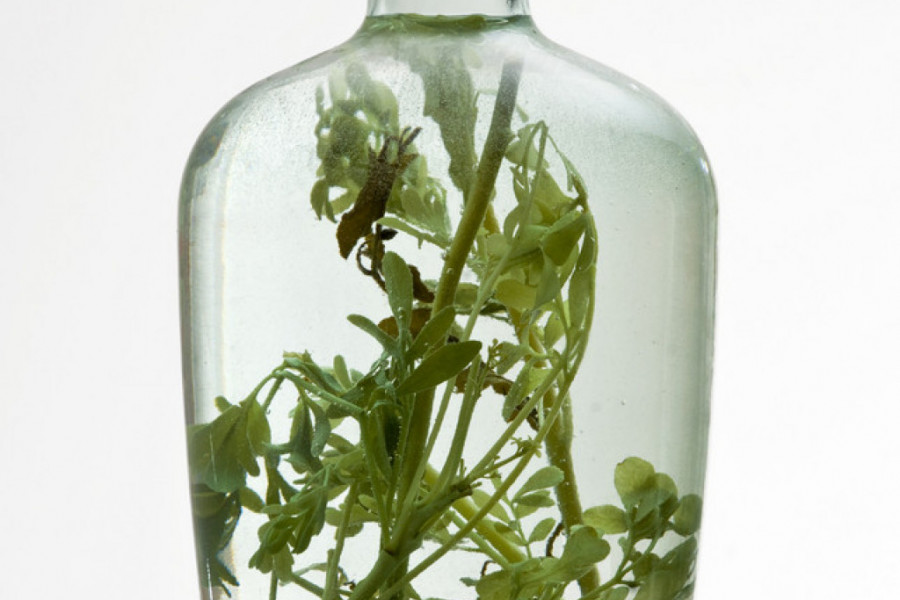 KAKO SE PRAVI PRAVA SRPSKA TRAVARICA Odlična za probavu, varenje i cirkulaciju