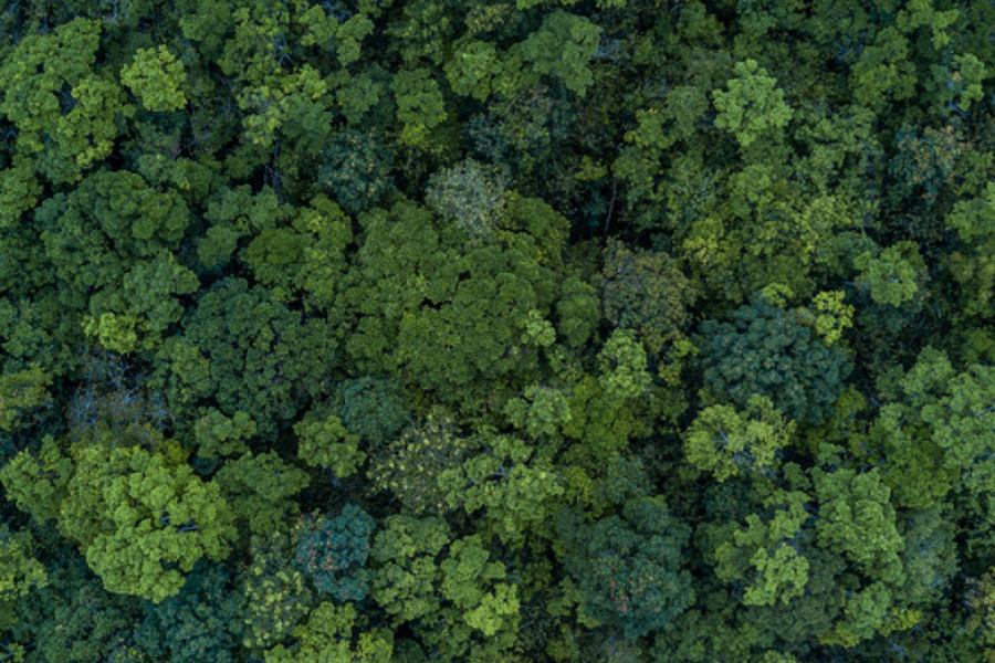 URUČENI SU NOVI UGOVORI NA KONKURSU Za pošumljavanje u Vojvodini 43 miliona dinara!