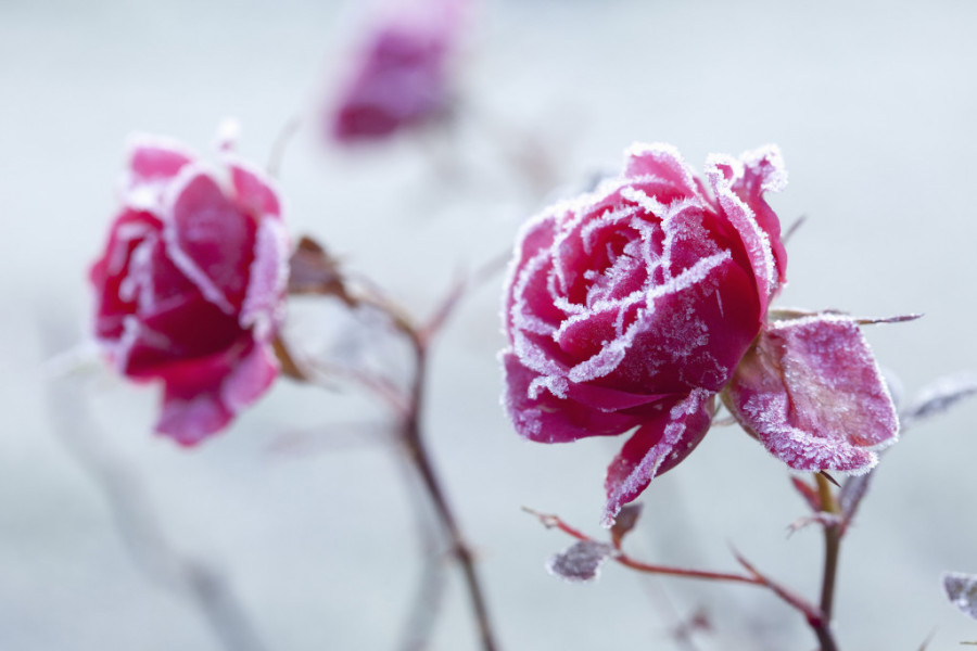 Kako se gaji JERIHONSKA ruža? Besmrtna biljka iz Izraela nosi veliku simboliku