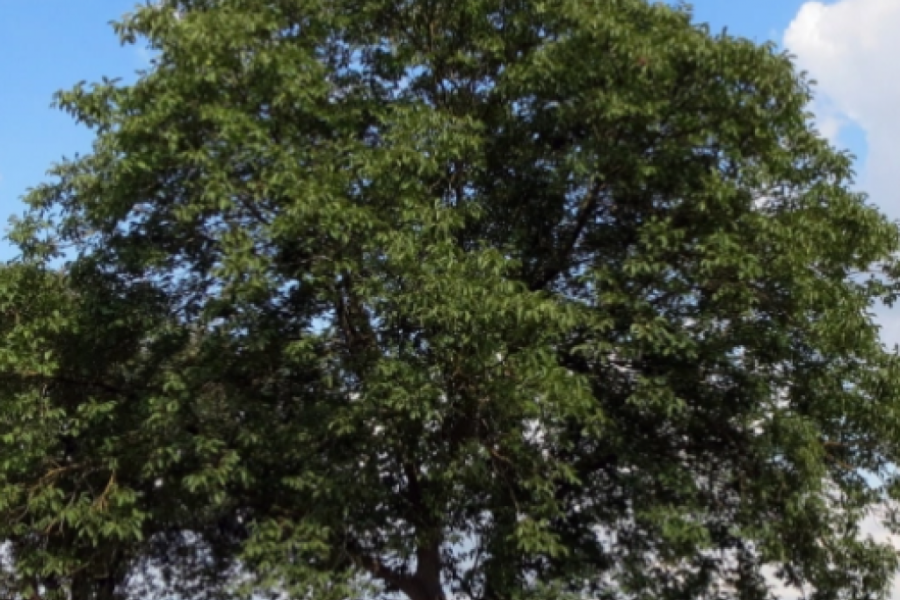 MISTERIOZNO GUMENO DRVO Kako je drvo koje je uvek zeleno ušlo u legendu