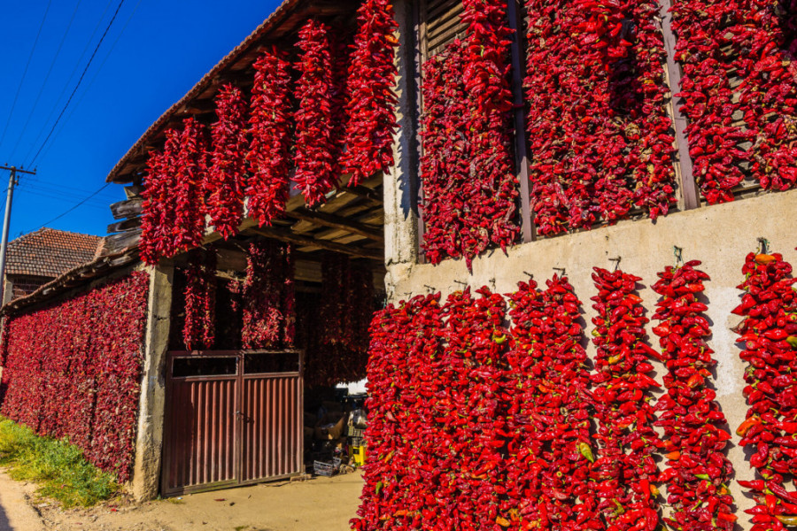 CRVENO CARSTVO NIZAČA Meštani govore kako je njihova paprika jedinstvena u celom svetu iz jednog razloga!