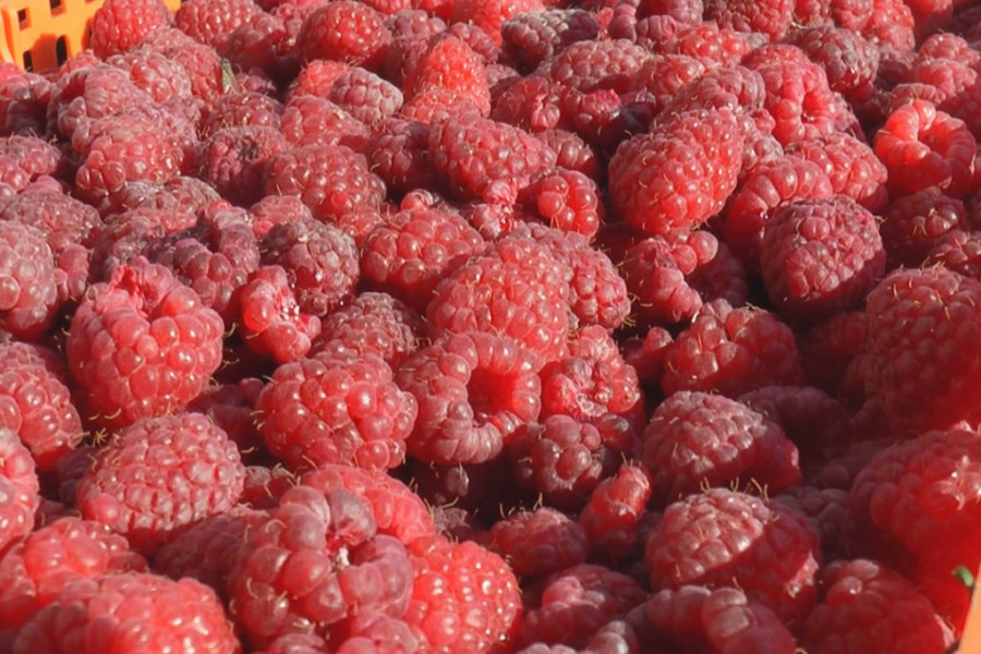 STRANCI KUPUJU I NE PITAJU ZA CENU Trenutno se izvozi za oko 900 dinara po kilogramu, sledeće godine očekuje se još veća otkupna cena (FOTO)