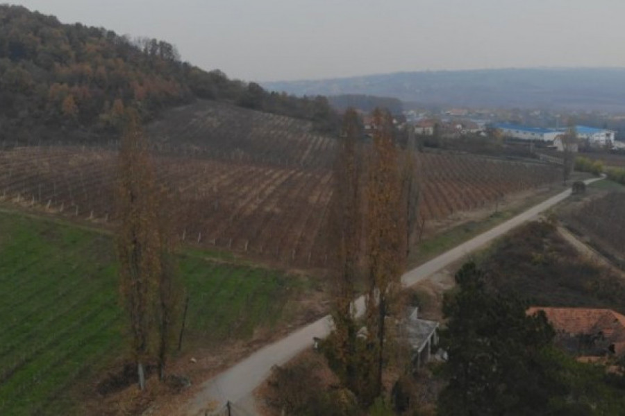 KARAĐORĐEVIĆI SADILI VINOGRADE U SRPSKOJ TOSKANI Sa kraljevskom etiketom njihovo vino obilazi čitav svet, a posebne flaše se čuvaju pod ključem (FOTO)