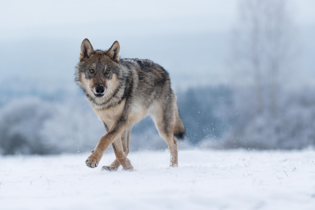 KULT VUKA U SRPSKOM NARODU Za Božić se spremala vučja večera, na svadbama su gosti glumili vukove, za Srbina se kaže da je vuk