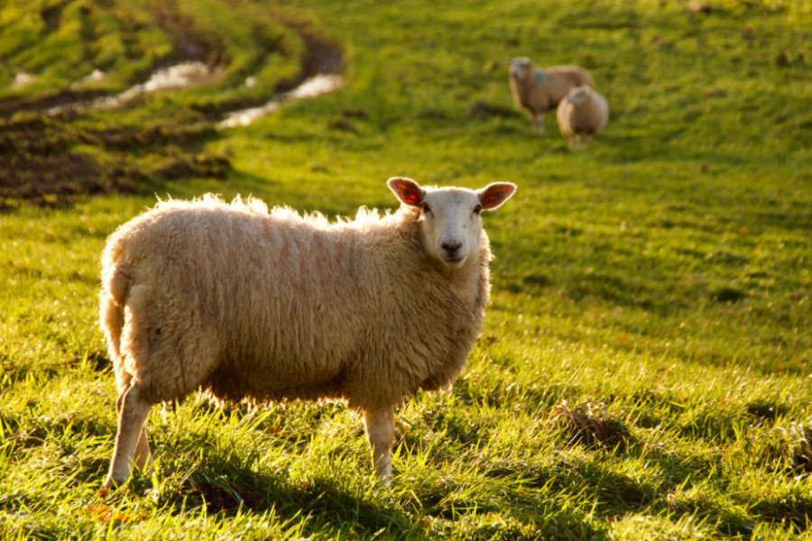 OSTAVILI SVE I VRATILI SE U PRIRODU Došli iz Holandije da gaje ovce u selu kod Sombora