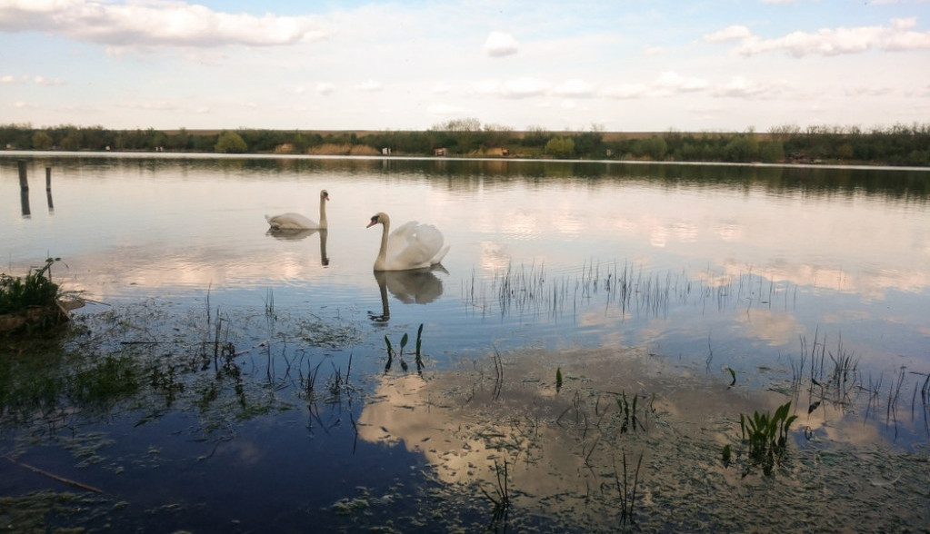 VEŠTAČKO JEZERO U SREMU Mesto za piknik i ribolov, i mnoge druge sadržaje (VIDEO)