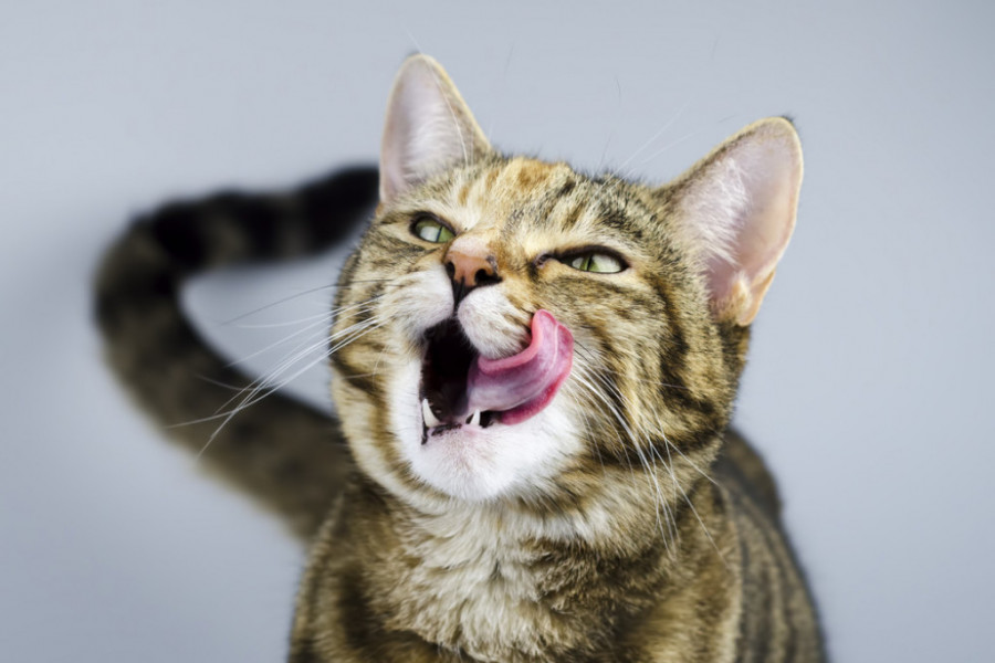 3 MOGUĆA RAZLOGA: Zašto nas mačke stalno ližu (VIDEO)