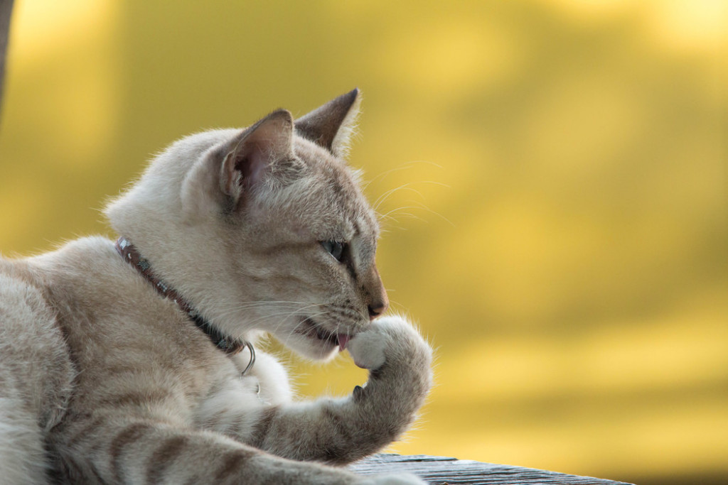 3 MOGUĆA RAZLOGA: Zašto nas mačke stalno ližu (VIDEO)