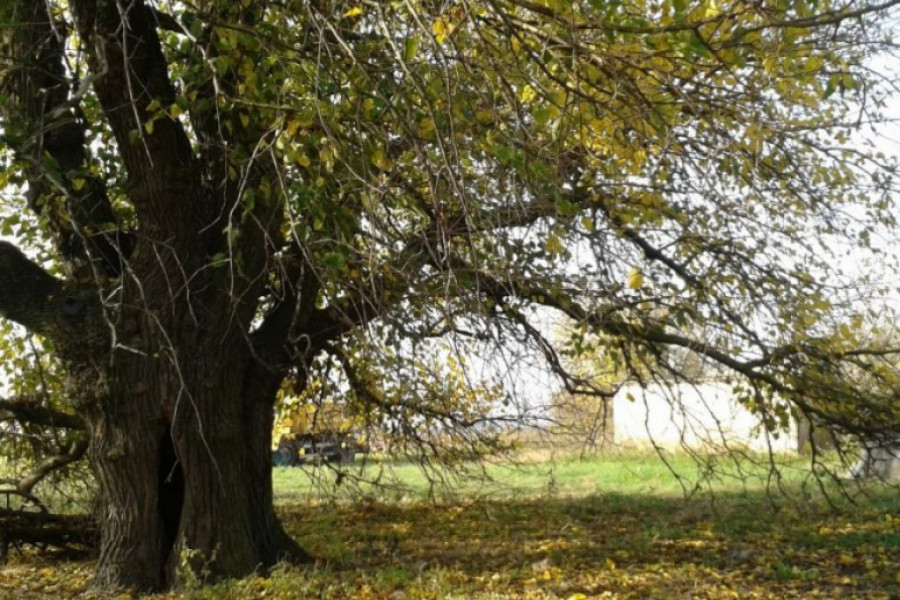 100.000 STABALA IMA SRPSKA ATINA U ovom delu Novog Sada i dalje rastu drveća stara i preko 200 godina (FOTO)