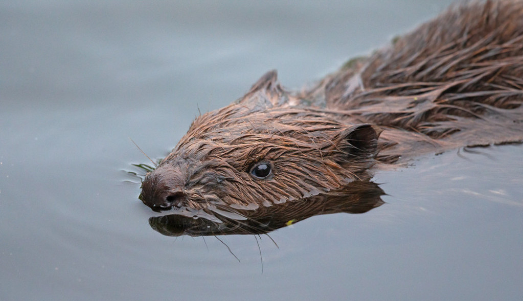 UPOZORENJE! ŽIVOTINJA NALIK DABRU SE POJAVILA U BLOKU 45 Mogla bi da predstavlja problem! (VIDEO)