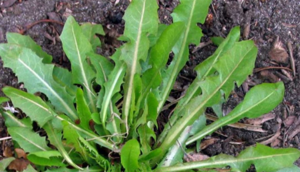 UBRAJA SE U NAJLEKOVITIJE BILJKE NA SVETU Ima ga na svakom koraku, a od njega je najbolji čaj