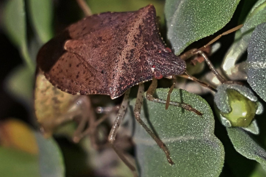ZAŠTO NIKAKO NE SMETE DA DRŽITE SMRDIBUBU U RUCI: Kada se uplaši, pušta rastvor na bazi alkohola koji izaziva iritaciju