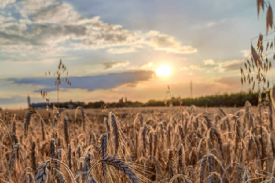 UDRUŽENJE ŽITA SRBIJE: Na domaćem tržištu, a ni u svetu neće biti nestašice pšenice