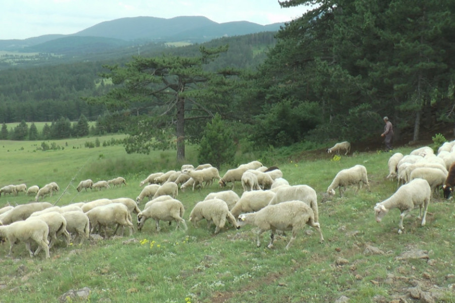 NEMAŠ TRAKTOR? UZMI OPŠTINSKI Jedinstvena mera subvenicije za poljoprivrednike na srpskoj planini, stada ovaca sve brojnija! (FOTO)