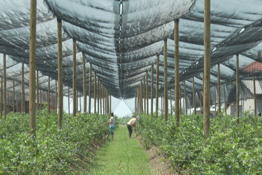 STIŽU RADNICI IZ UKRAJINE Kilogram borovnice ove godine i do šest evra, očekuje se rekordna otkupna cena, ali postoji jedan problem!