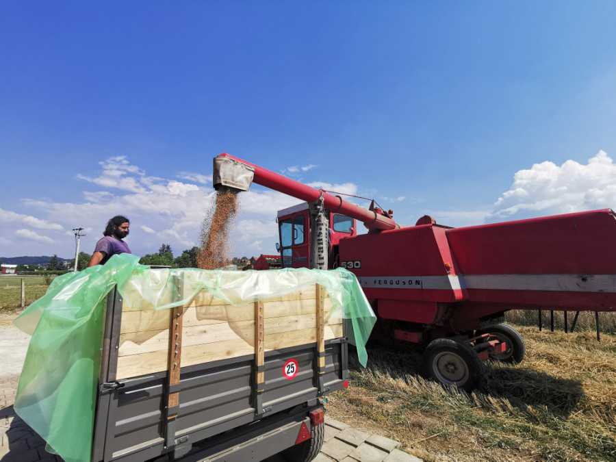 ZA SRPSKOG DOMAĆINA NE POSTOJI KRIZA Pranjanin na svojoj parceli uzgaja pšenicu i ove godine očekuje rod od četiri tone po hektaru (FOTO)