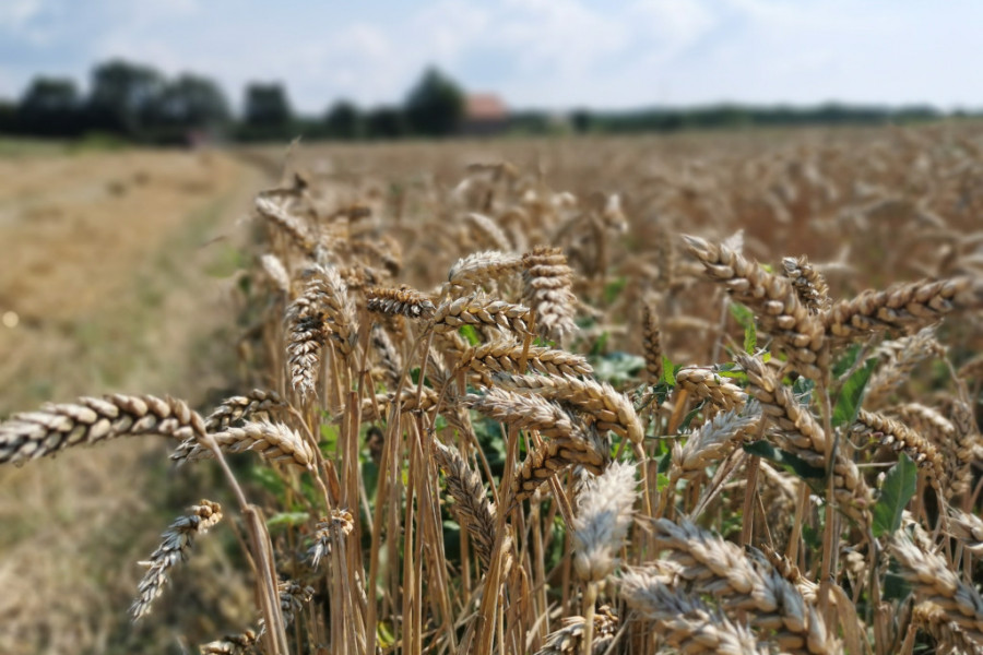 ZA SRPSKOG DOMAĆINA NE POSTOJI KRIZA Pranjanin na svojoj parceli uzgaja pšenicu i ove godine očekuje rod od četiri tone po hektaru (FOTO)