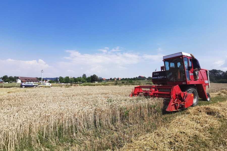 ZA SRPSKOG DOMAĆINA NE POSTOJI KRIZA Pranjanin na svojoj parceli uzgaja pšenicu i ove godine očekuje rod od četiri tone po hektaru (FOTO)