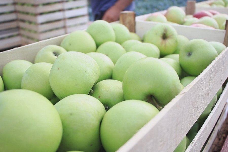 PREKIDA SARADNJU SA RUSIMA ZBOG JEDNE STVARI  Srpske jabuke ove godine prvi put stići će i  do daleke Indije!