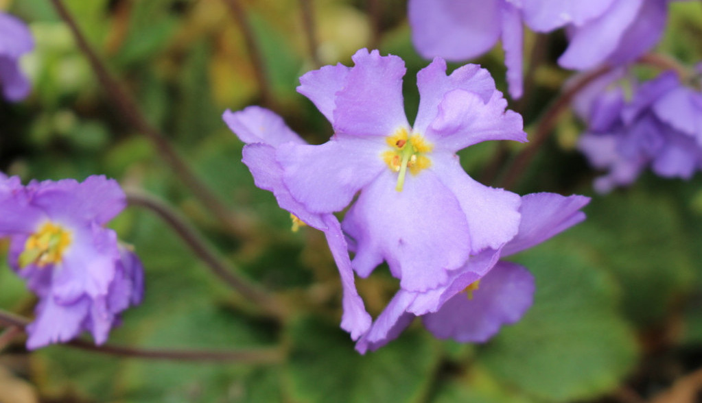MNOGI GREŠE: Natalijina ramonda ili natalijina ramonda? Evo šta kaže pravopis