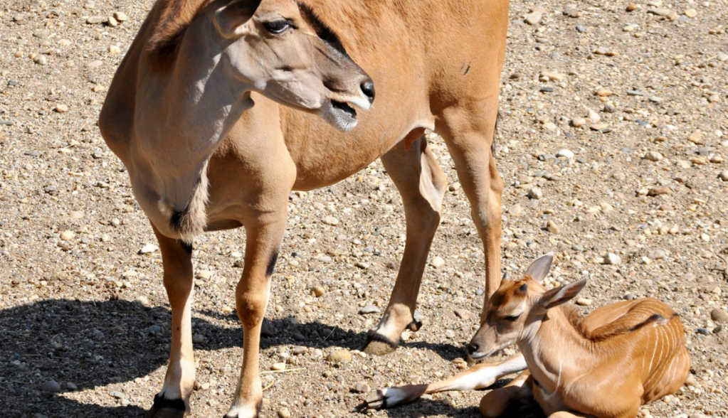 PRINOVE U BEO ZOO VRTU Beba eland antilope još uvek nije dobila ime, konkurs je još otvoren (VIDEO)