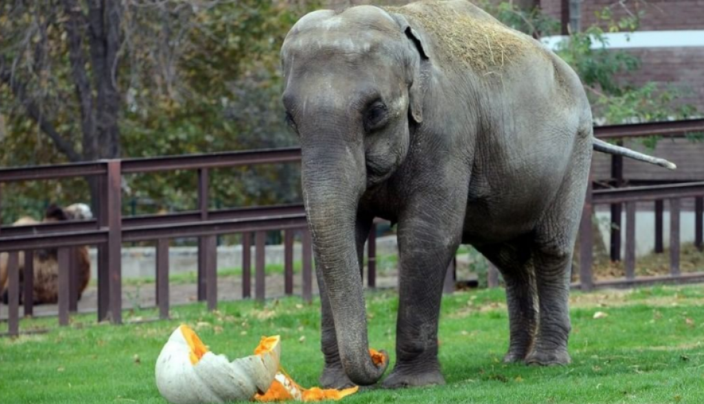 SUPERBAKA, SLONICA TVIGI Jedna od najčuvenijih stanarki Beogradskog zoološkog vrta stara pola veka (FOTO/VIDEO)