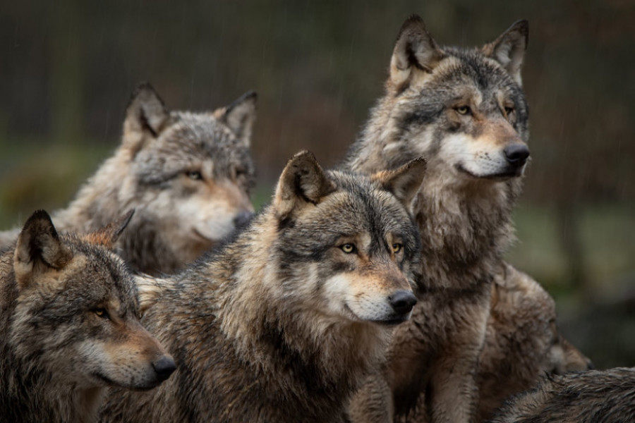 NEMA RAZLOGA ZA BRIGU U okolini Trstenika primećen čopor vukova, a evo zašto ljudi nisu u opasnosti