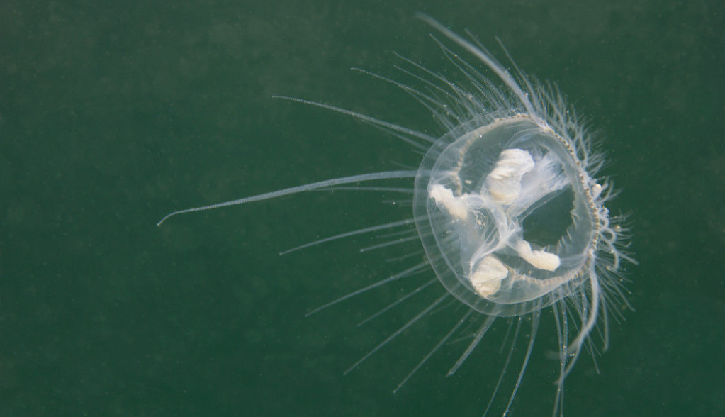 MORE I SAFARI NA JEDNOM MESTU U Savskom jezeru su od 1994. godine primećene i slatkovodne bele meduze (VIDEO)