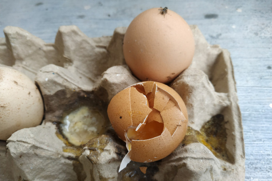 NISTE NI SVESNI KOLIKO GREŠITE Postoji 5 razloga zašto ne treba bacati ljuske od jaja, evo kako da ih pravilno iskoristite