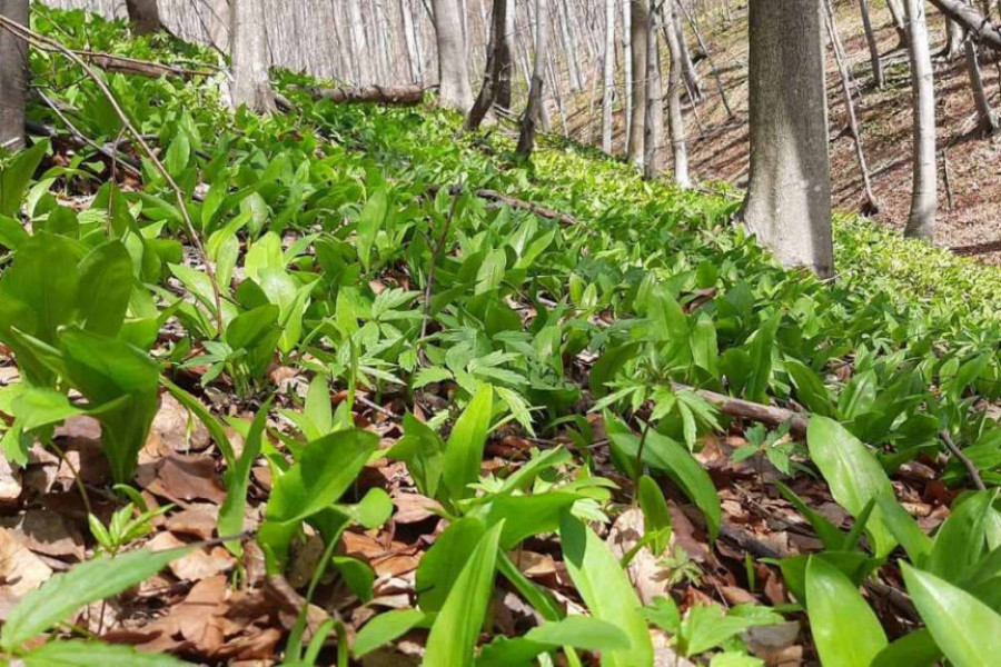 U OVOM KRAJU JE ZABRANJENO BRANJE SREMUŠA Osam zaštićenih vrsta flore i faune zabranjeno za sakupljanje