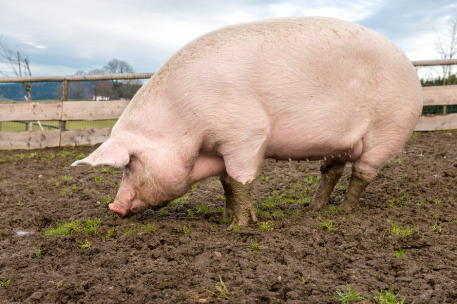 KAKO PRAVILNO ODABRATI NERASTA Stočari kažu da je malo poljoprivrednika koji tove svinje