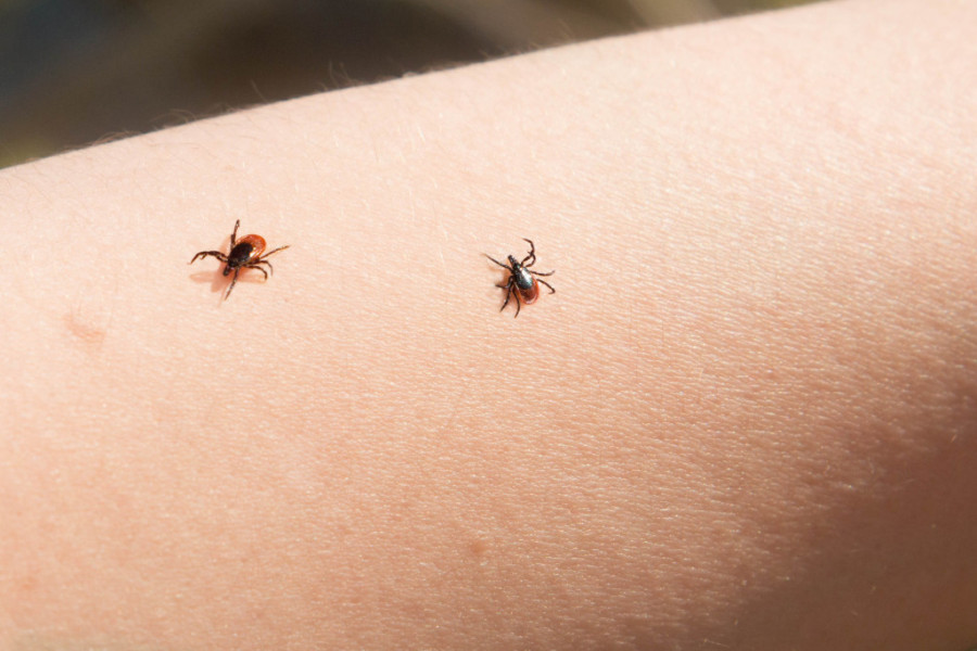 „Najopasnije je kada čovek ne zna da ga je ujeo krpelj“: Poslušajte savete stručnjaka, šta nikako ne treba da radite ukoliko primetite krpelja