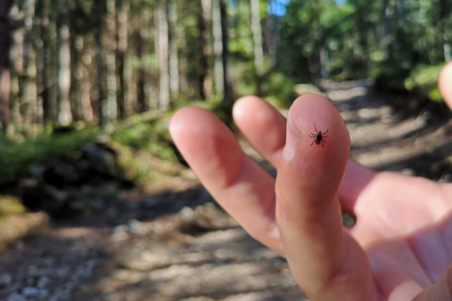 POČELO JE PROLEĆE, PRIPAZITE SE KRPELJA! Broj slučajeva retkih bolesti koje prenose ovi insekti u porastu