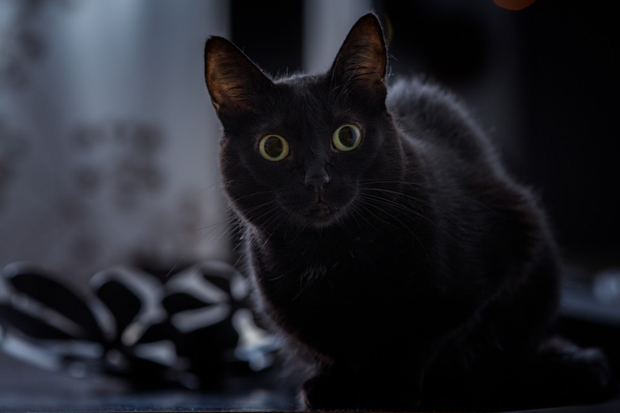 Veruje se da crna mačka donosi blagostanje u kuću, a evo zašto ih mnogi smatraju lošim kućnim ljubimcima