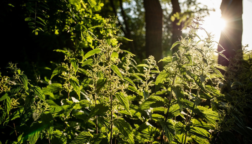 ZBOG SVOJIH LEKOVITIH SVOJSTAVA JE ZOVU I "DAROM OD BOGA" Pored toga što služi za mršavljenje, koristi se i kao insekticid