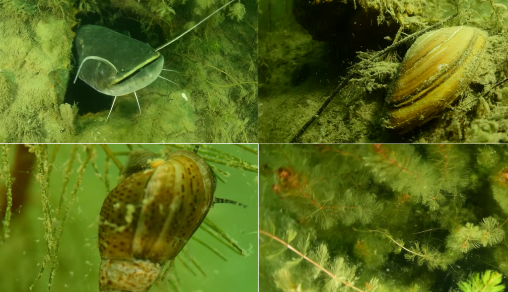 PODVODNI SVET ADE CIGANLIJE Kalifornijska kornjača, beogradska "ajkula", slatkovodne meduze i mnoge druge životinje (VIDEO)